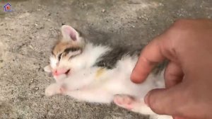 Cutest Baby kitten Learn her first lesson to be a real CAT – Meowing and Running