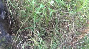 Таежный поход за грибами опятами. Тайга Сибирь