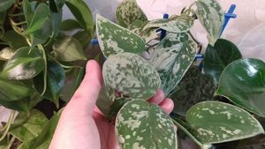 Филодендроны и сциндапсусы.