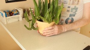 ОСТОРОЖНО, СТАПЕЛИЯ! СУККУЛЕНТ ВОНЯЕТ ТУХЛЫМ МЯСОМ. ПЕРЕСАДКА И УХОД.
