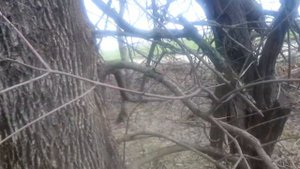 Где живут дикие пчелы?