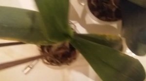 Красный клещ на орхидее симптомы