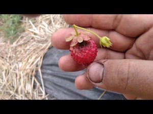 Думали гадали и не угадали! Альтернариоз клубники!(