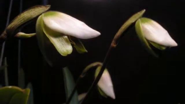Paphiopedilun insigne orchid time lapse смотреть онлайн