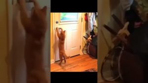 Забавные животные №2