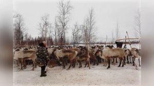 Душа природы / лесотундра / тундра / Ямальская жизнь / ЯНАО / Ямал