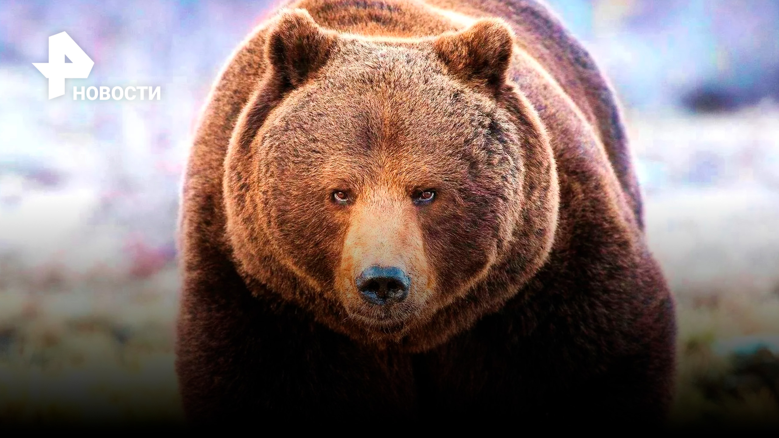 Медведь разгуливает в краснополянcких горах / РЕН Новости