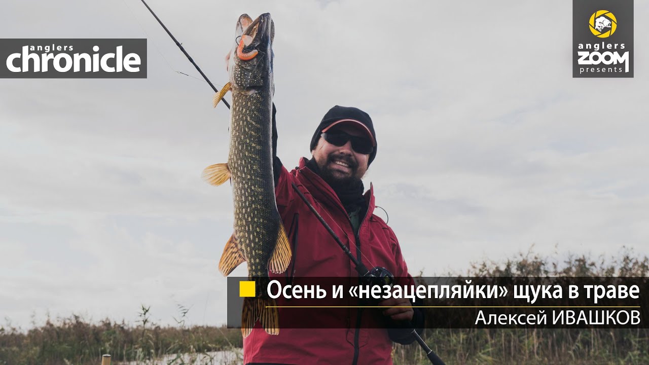 Осень и «незацепляйки»: щука в траве. Алексей Ивашков