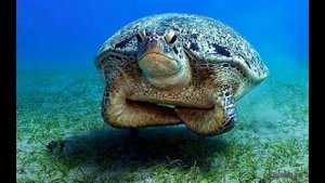 смешные черепахи
