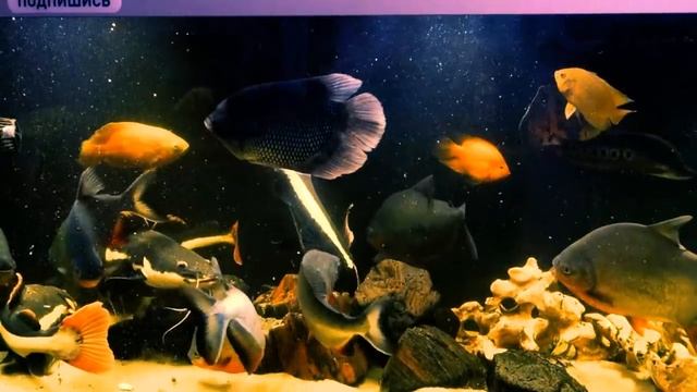 Кормление огромных аквариумных рыб смотреть онлайн