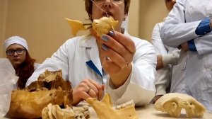 Небная кость