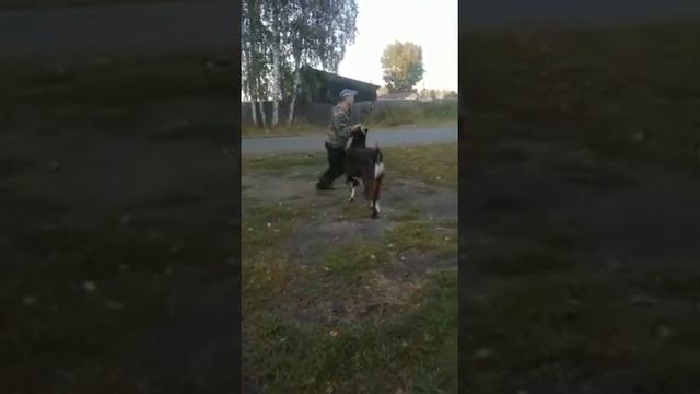 драка против козла,человек против животного, дерзкий козел