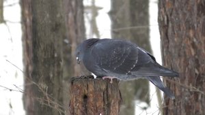 Сизый голубь. ( Columba livia )