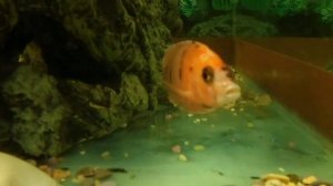 10-ый день лечения болезни "Гексамитоз" у цихлид