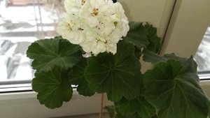 Пеларгония ОЧ-Madpearl White