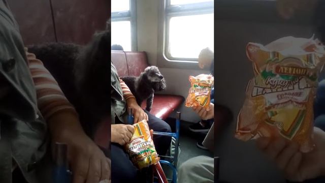 Пудель кушает кукурузные палочки) смотреть онлайн