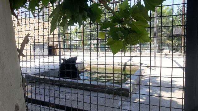 Парк львов "Тайган" Крым смотреть онлайн