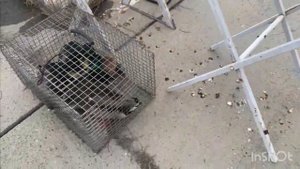 Ярмарка голубей в Славянске-на-Кубани 18.02.2024г  #голуби#ярмарка#розыгрыш