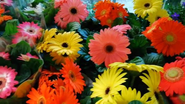 Gerbera jamesonii in pots смотреть онлайн