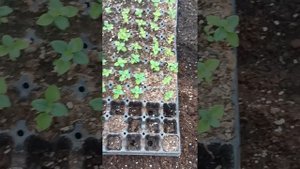 платикодон, замечательный цветок! поговорим о тонкостях выращивания.