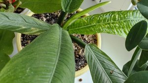 Филодендрон Campii