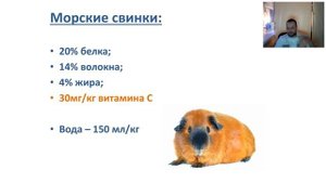 Уход за хорьками, кроликами и грызунами (вебинар)