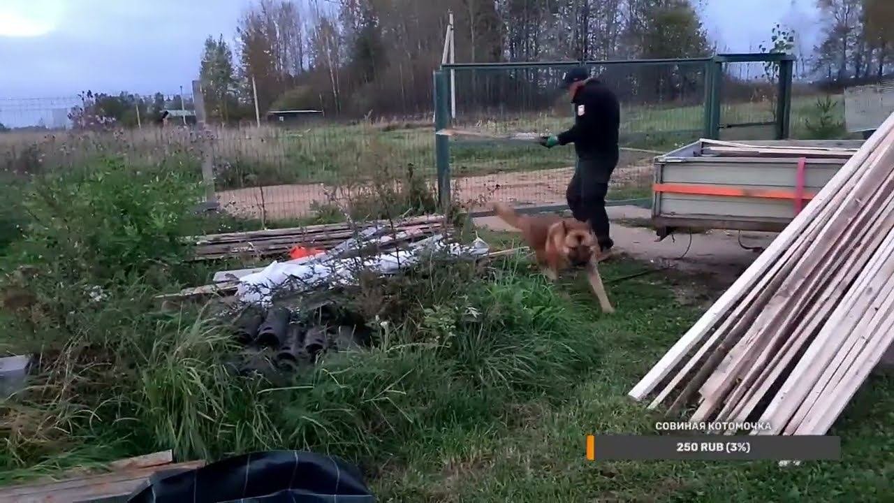 Yoll's добрый Stream. Предрептилиумный нервозненький
