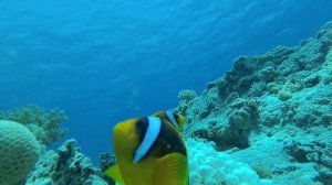 Рыбки Немо, рыбки клоуны, амфиприоны, Египет 2019, Красное море.