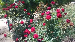 Розы// Как спасти от болезней и насекомых// Народные средства