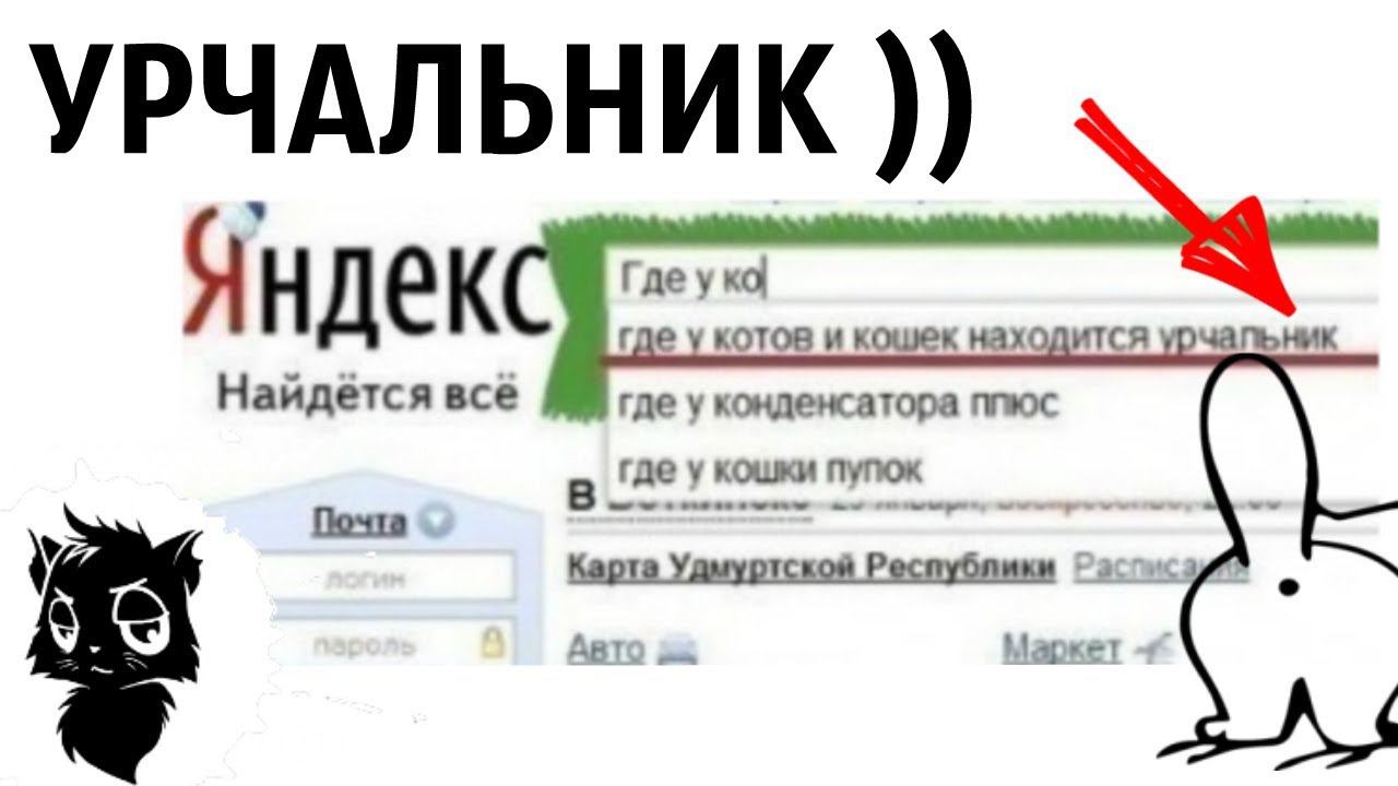 Котик найдись. Урчальник у котов. Где у котов урчальник. Где у кошек находится урчальник. У кота сломался урчальник.