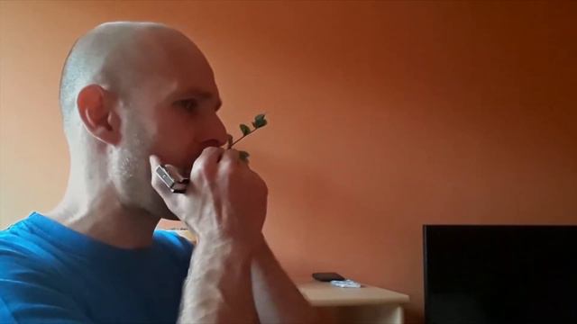 Chester Malone - Next Stop The Big Onion HARMONICA Seydel 1847 Classic (C) смотреть онлайн