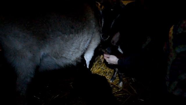 Родились 2 чудесных козленка. Кормушка для коз смотреть онлайн