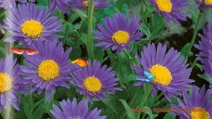 Астра альпийский Голиаф (astra-alpiyskaya-goliaf) ? Голиаф обзор: как сажать, саженцы астры Голиаф