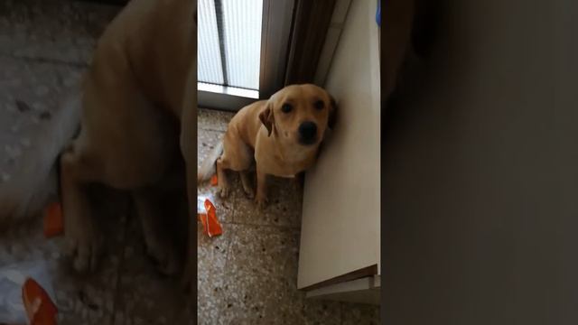 Labrador лабрадор нашкодил