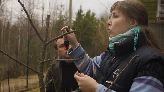 Прививка плодовых деревьев весной - руководство к действию смотреть онлайн