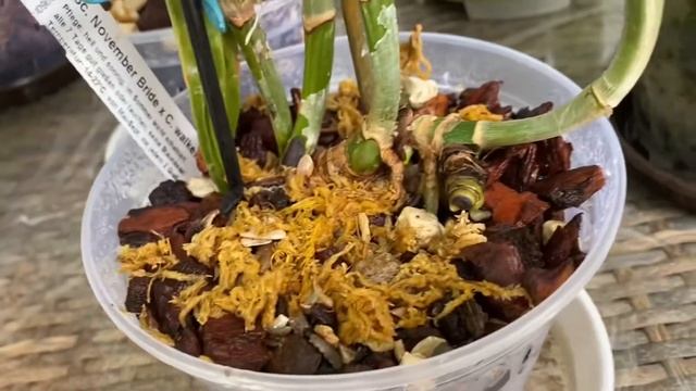 Поливной день в моем домике) обзор Каттлей ) смотреть онлайн