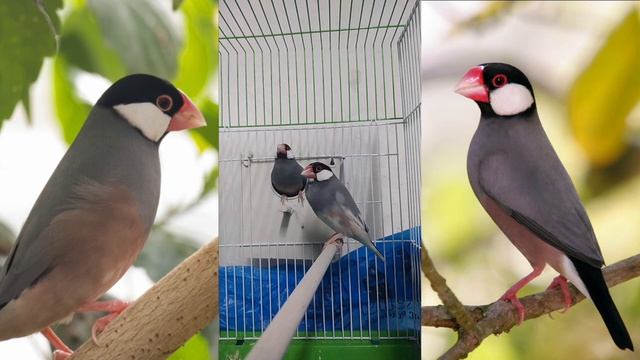 chante padda de java смотреть онлайн