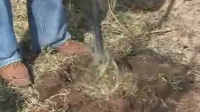 Ручной культиватор и корнеудалитель "Торнадо"