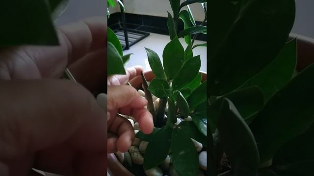 ZZ Plant// one minute video// Best indoor plant #zzplant 🪴🌿🌤