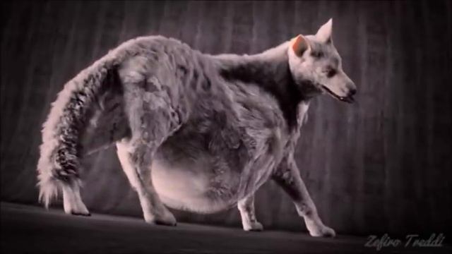 Wolf's Belly Sloshing! смотреть онлайн