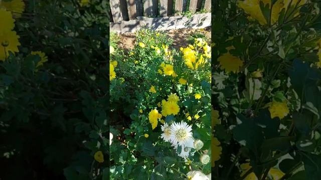 хризантемы зимующие без укрытий, северозапад