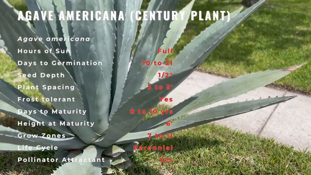 Discover the Real American Agave! (Agave americana) "Century Plant" смотреть онлайн