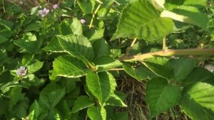 Ежевика,помогите определить сорт!