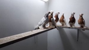 Голуби гульбадамы, желтогрудые, красногрудые капканы, челкари