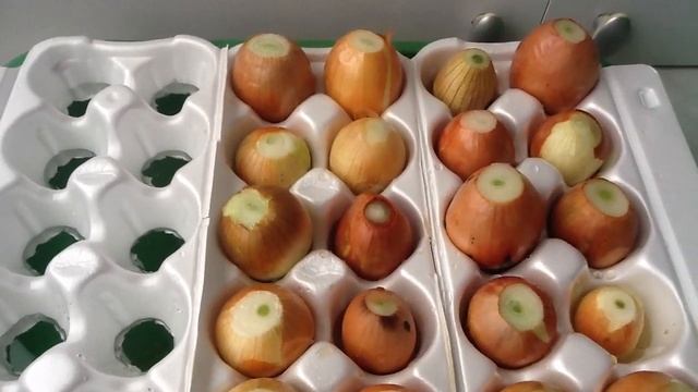 Выращивание лука на перо без земли на балконе смотреть онлайн