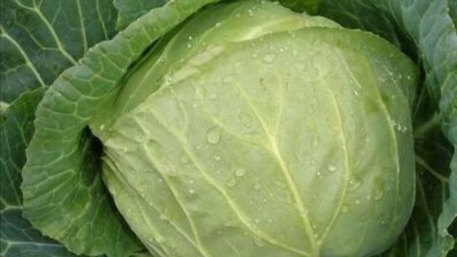 Листья капусты в народной медицине. смотреть онлайн