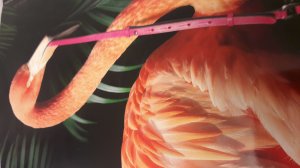 Розовый #фламинго в #Московском #зоопарке на Грузинской #Птица #Счастья