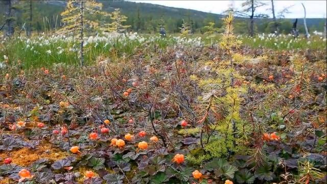 "Эх, ты, ягода морошка" Лидия Олейникова смотреть онлайн