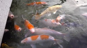 Мини пруд на даче с цветными рыбами - карп кои!!! Каких рыб можно купить в свой водоём? 4К