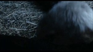 BLACK SABBATH (Tony Martin) - Devil And Daughter